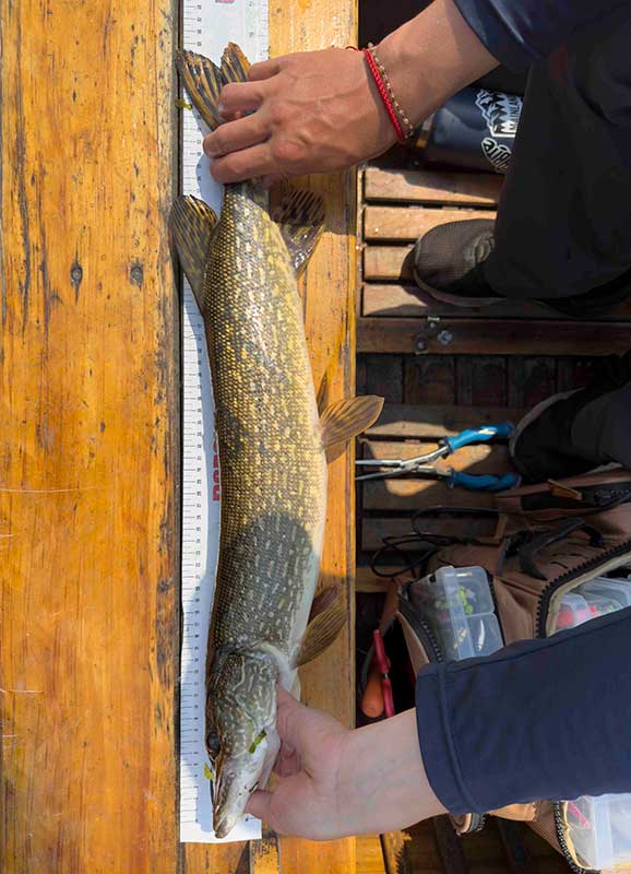measure northern pike