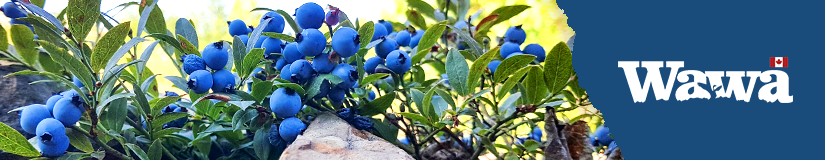 wawa-banner-blueberries