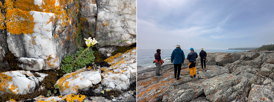 Saxifraga paniculata hidden among white quartz | Exploring the unique geology of Pearl Island