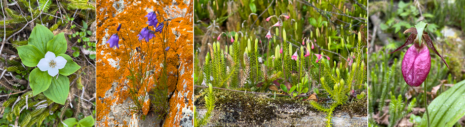 Western bunchberry | Common butterwort | Twinflowers |Lady slipper orchid
