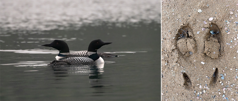Pair of loons at dusk |Caribou tracks on a secluded beach