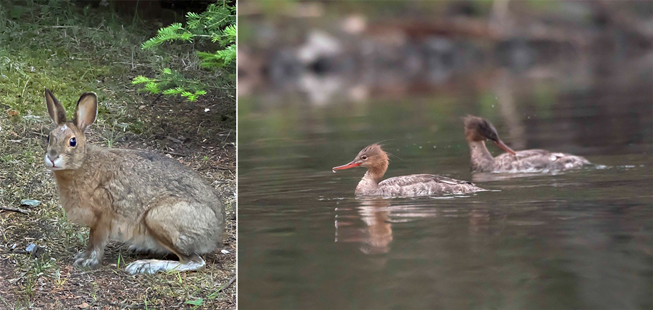 Snowshoe hare visiting our campsite | Pair of mergansers swimming in the Inner Channel