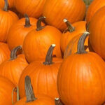 Fall Festival & Corn Maze