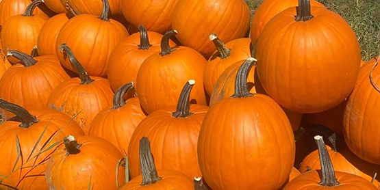 FallFestivalCornMazeThomsonsEvent